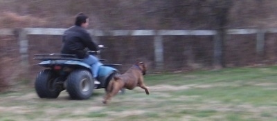 Bruno the Boxer running with the teal blue Suzuki quadrunner 160