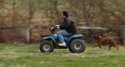 Bruno the Boxer chasing after the teal blue Suzuki quadrunner 160