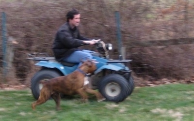 Bruno the Boxer running with the teal blue Suzuki quadrunner 160