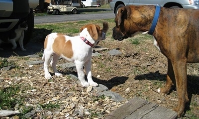 Darley the Beagle Mix standing in front of Bruno the Boxer who is looking at him