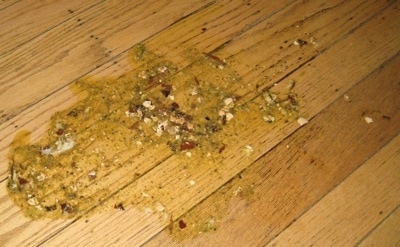 Dog puke with egg shelld in it