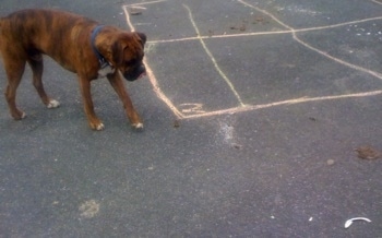 Bruno the Boxer eyeing the hoof shavings on the driveway blacktop which has chalk drawlins on it