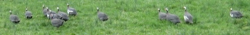 Guinea Fowl all over the yard