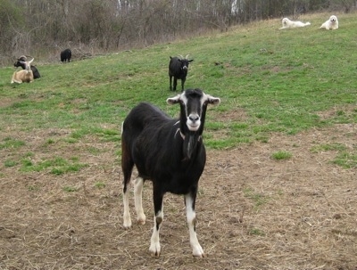 A herd of goats hanging in the field