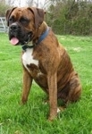 Bruno the Boxer is sitting in grass with its mouth open and tongue out