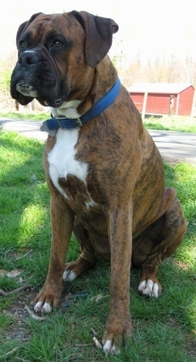 Bruno the Boxer sitting outside with a horse lean to in the background