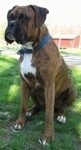 Bruno the Boxer is sitting outside with a blacktop behind it and also a barn in the background