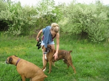 Bruno the Boxer leaning on and being pet by Amie. Allie the Boxer is sitting down next to them