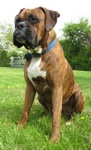 Bruno the Boxer is sitting outside in grass and looking to the left majestically