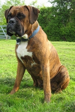 Bruno the Boxer sitting outside in the grass