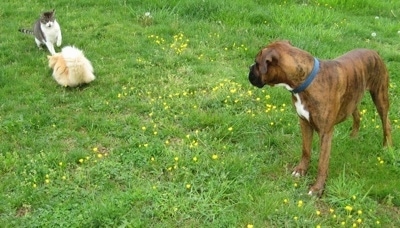 Bruno the Boxer watching two cats fight