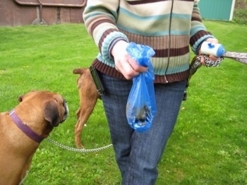 A person holding a bag of poop with one hand and the dogs on leashes with the other