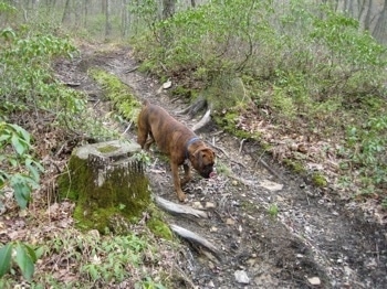 Bruno the Boxer walking down a dirt path on a hill