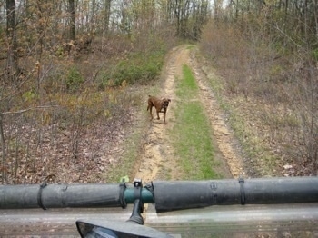 Bruno the Boxer following a 4x4 Polaris Ranger