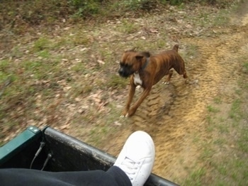 Bruno the Boxer speeding up to catch the 4x4 Polaris Ranger