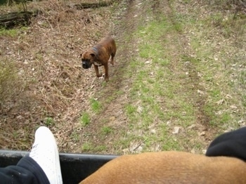 Bruno the Boxer running after the 4x4 Polaris Ranger
