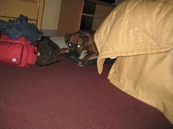 Bruno the Boxer laying down on a dog bed