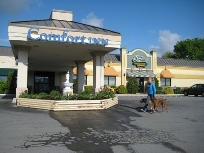 Amie walking Allie and Bruno the Boxers in front of a 'Comfort Inn' and a 'Perkins'