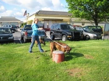 Amie letting Allie and Bruno the Boxers explore outside a bit with a hotel and parked cars in the background