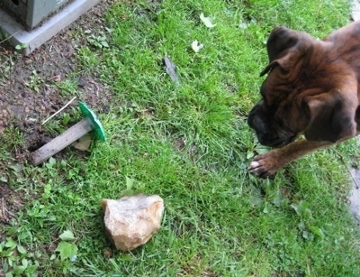 Bruno the Boxer standing next to a termite insecticide stick which is on the ground