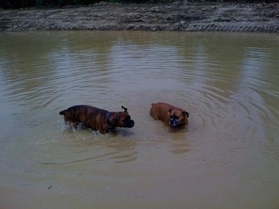 Allie and Bruno the Boxer standing in the middle of the pond, Bruno is shaking off his coat and Allie is watching