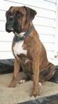 Bruno the Boxer is sitting outside on a dog bed in front of a house