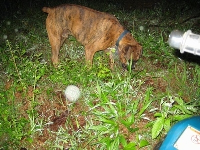 Bruno the Boxer looking for something in the rain in front of a teal Suzuki quadrunner 160