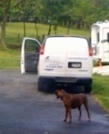 Bruno the Boxer behind a van with the door open