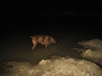 Bruno the Boxer in the pond, drinking out of it as well