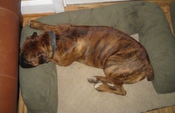 Bruno the Boxer laying in a dog bed