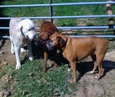 Tundra the Great Pyrenees with Allie and Bruno the Boxers standing in front of a gate