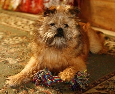 A brown Brusselranian is laying on a rug and it has its front right paw on a rope toy.