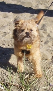 A brown Brusselranian that is standing in sand at a beach.