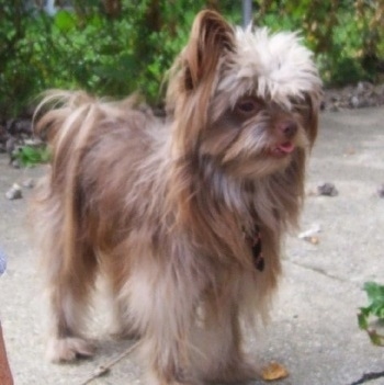 The front right side of a brown and white Brusselranian that is standing on a sidewalk with its mouth open and its tongue out.