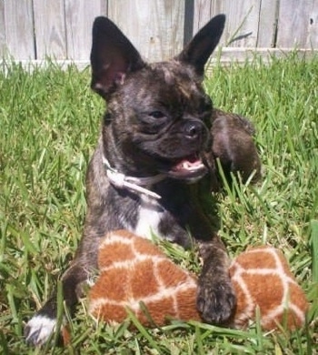 Bailey the Buggs laying outside in front of a wooden fence with a brown and white plush dog bone toy under its front right paw