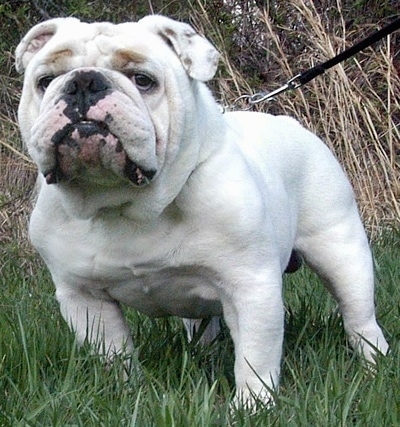 English Bulldog Puppies on Boss  A 2 Year Old Male English Bulldog   Courtesy Of Champ Bulldogs