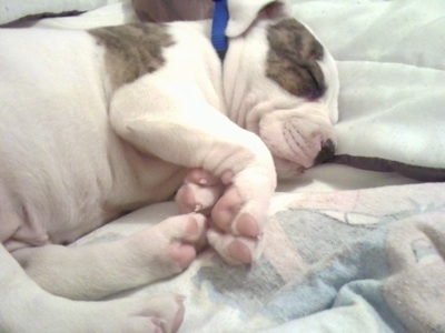 Close Up - Isyss the Bullypit puppy sleeping on a bed