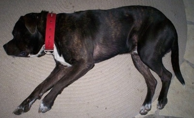 left Profile - Vejita the Bullypit sleeping on a rug laying on its side