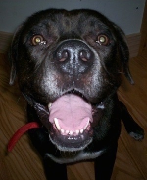 Close Up head shot - Vejita the Bullypit sitting on a hardwood floor with its mouth open