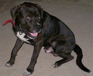 Vejita the Bullypit sitting on a rug with its mouth open