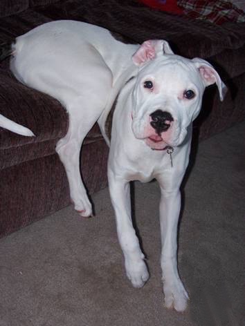 "This is our rescued American Bulldog/Pit Bull Terrier mix, 