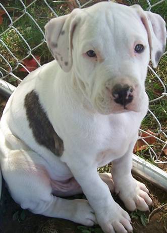 American Bulldog Pitbull