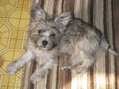 cairn terrier puppies. Bryn the Cairnoodle puppy at 4