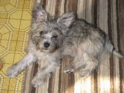 Bryn the Cairnoodle puppy is laying on a rug and looking up at the camera holder