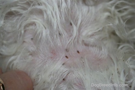   on Picture Of A Maltese Which Came In For Grooming