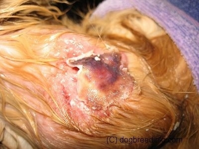 http://www.dogbreedinfo.com/images21/CatFrostbiteBlackSkinRemoved8.jpg