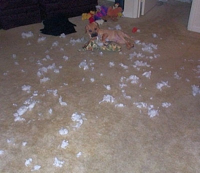 A Rhodesian Ridgeback/Lab puppy is laying on a carpet and chewing up a plush toy. Cotton puffs are all over the carpet