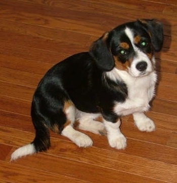 Maggie the Cava-Corgi sitting on a hardwood floor and looking at the camera holder