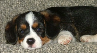 Close Up - Maggie the Cava-Corgi Puppy laying down on a couch and looking at the camera holder