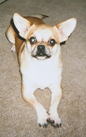 Scooter the Cheeks is laying on a carpet and looking up at the camera holder